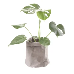 CRÉTON MAISON Plantepose