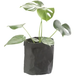 CRÉTON MAISON Plantepose