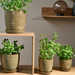 Pio II Ø17 cm underskål